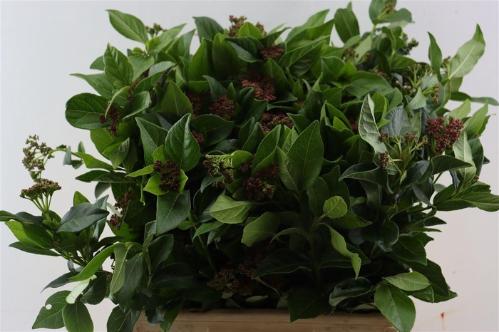 Viburnum tinus per bos 'Macrophyllum'