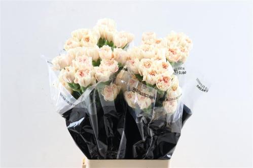 Dianthus standaard 'Apple Tea'