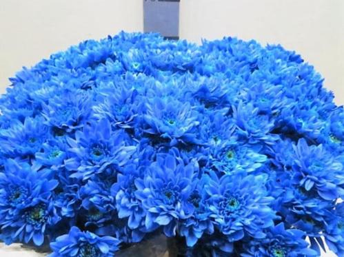 Chrysanthemum Indicum Grp tros kas kleurbehandeld H%