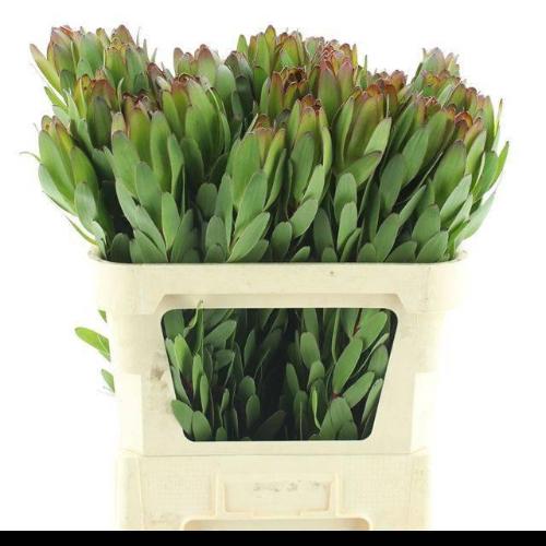 Leucadendron 'Safari Goldstrike'