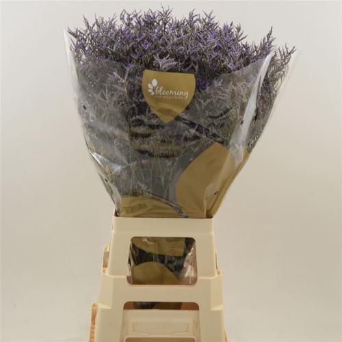 Limonium Safora Dark Blue