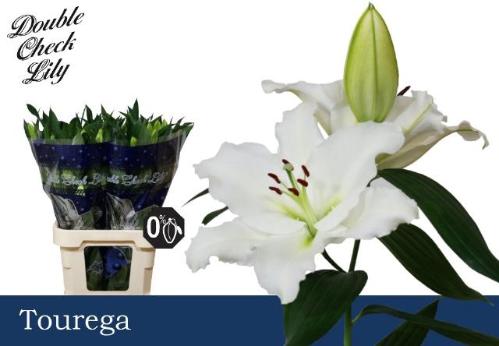 Lilium Oriental Grp Tourega