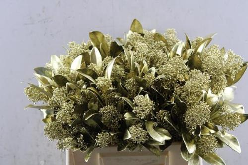 Skimmia per bos overig kleurbehandeld H%