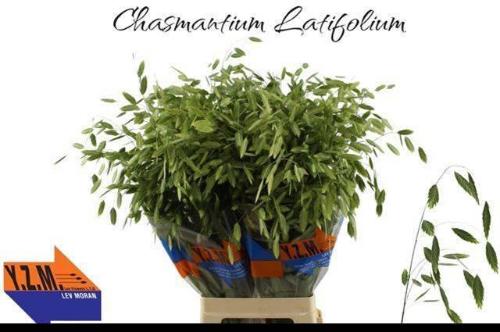 Chasmanthium latifolium
