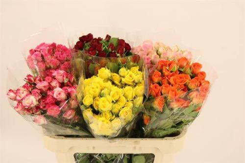 Rosa tros gemengd in fust