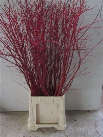 Cornus alba 'Sibirica'