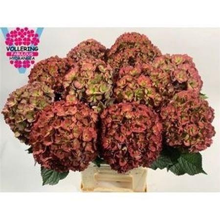 Hydrangea macrophylla Royal Anastasia (classic)