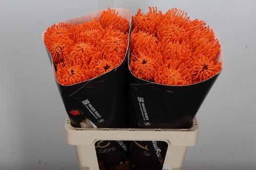 Leucospermum overig