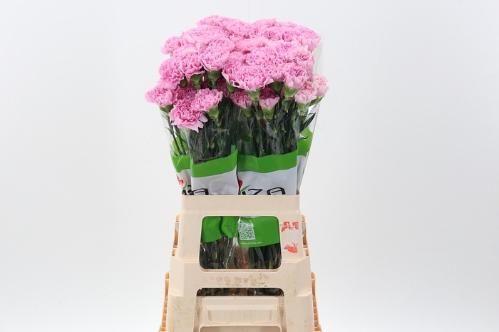 Dianthus standaard overig