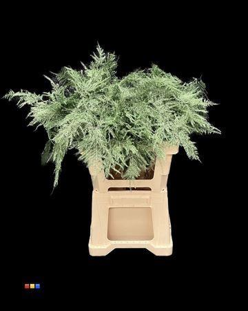 Asparagus overig kleurbehandeld H%