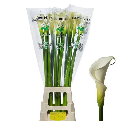 Zantedeschia aethiopica 'Colombe de la Paix'