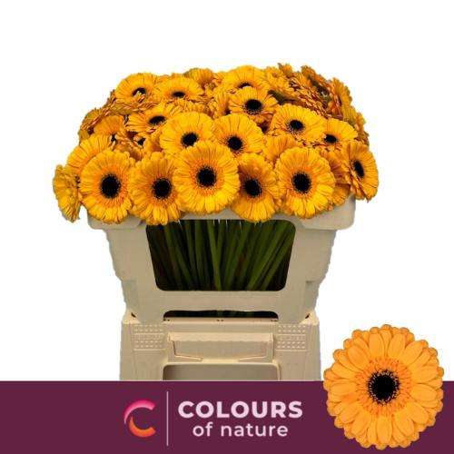 Gerbera mini Tweety