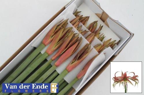 Hippeastrum Spider Grp 'Tango'