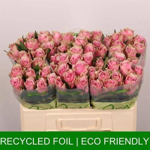 Rosa grootbloemig Athena Royale