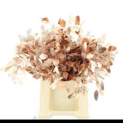 Eucalyptus polyanthemos (fruit) kleurbehandeld per bos H%