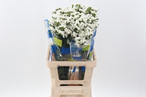 Limonium sinuatum 'Crystal White'