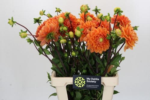 Dahlia (Decorative Grp) 'Renato Tosio'