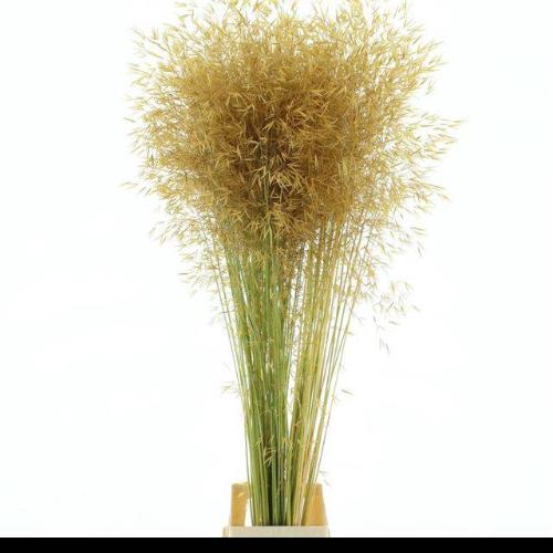 Stipa gigantea