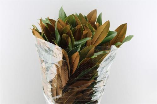 Magnolia overig per bos