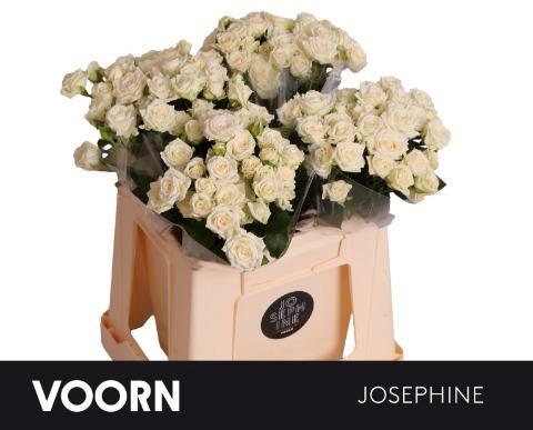 Rosa tros Josephine