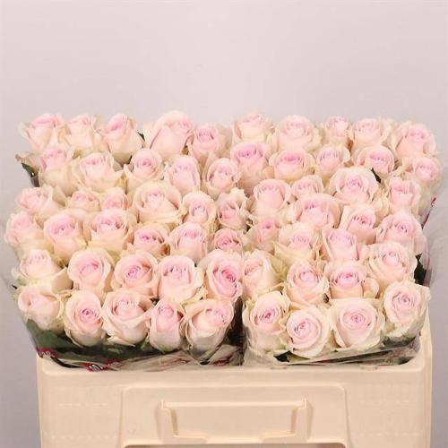 Rosa grootbloemig Revival Sweet