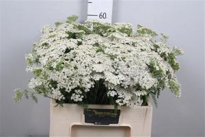 Achillea millefolium 'White Beauty'