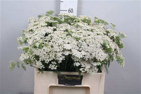 Achillea millefolium 'White Beauty'