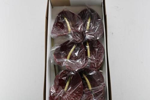 Anthurium Andreanum Grp Tropic Night