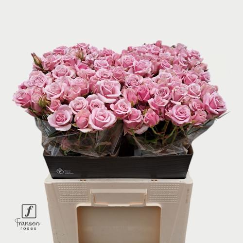 Rosa tros Leila