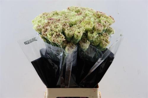 Dianthus standaard  'Wine Cover'