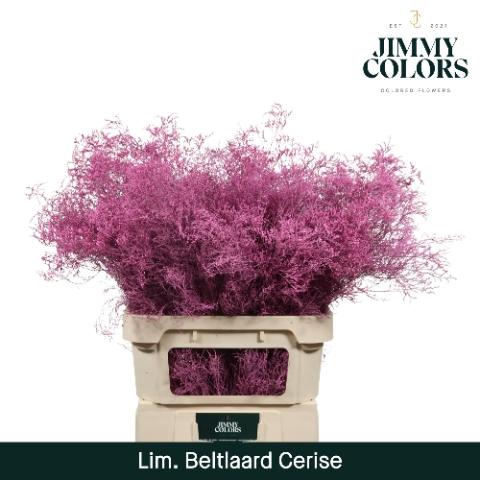 Limonium overig kleurbehandeld H%