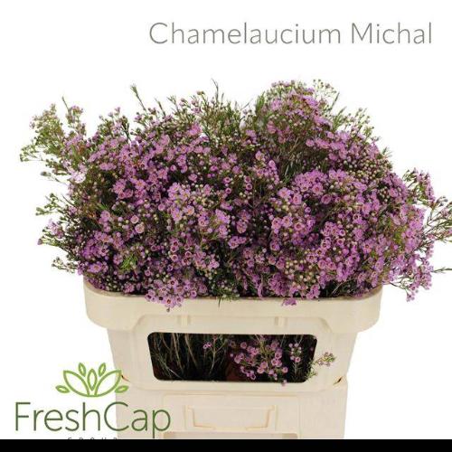 Chamelaucium uncinatum 'Michal'