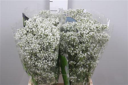 Gypsophila paniculata Ophelia