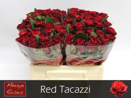 Rosa grootbloemig Red Tacazzi+