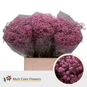 Gypsophila overig kleurbehandeld H%