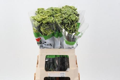 Dianthus standaard kleurbehandeld H%