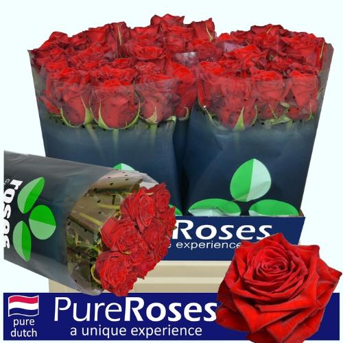 Rosa grootbloemig Testarossa