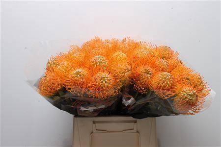 Leucospermum 'Soleil'