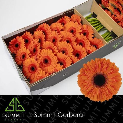 Gerbera grootbloemig 'Dutch Pride'