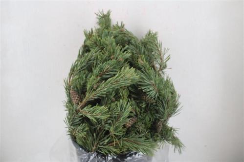 Pinus strobus per bos