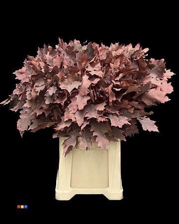 quercus overig kleurbehandeld H%