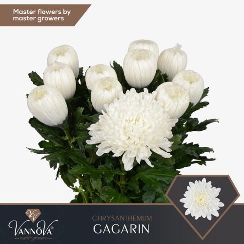Chrysanthemum Indicum Grp geplozen Gagarin
