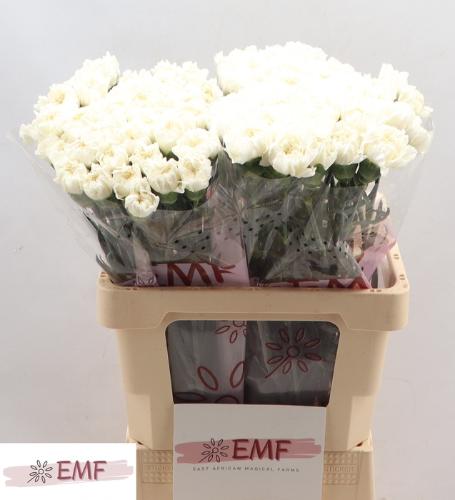 Dianthus standaard Mont Blanc