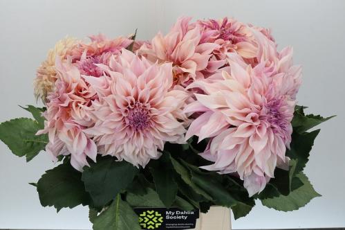 Dahlia Decor Grp 'Café au Lait'