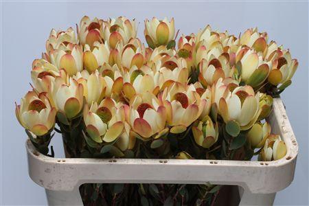 Leucadendron discolor