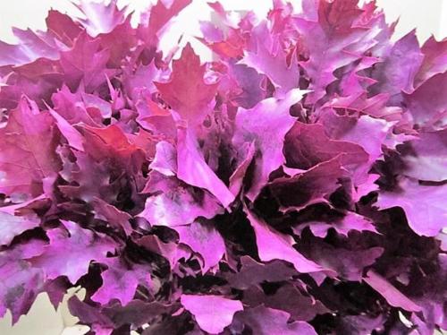 Quercus rubra kleurbehandeld H%