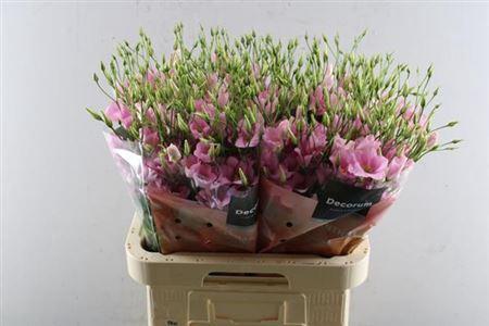 Eustoma russellianum enkelbloemig russellianum 'Botanic Pink'