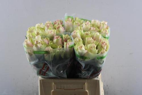 Rosa grootbloemig La Belle