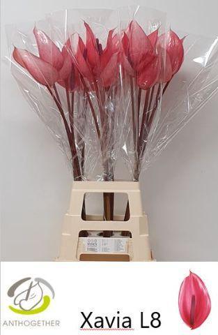 Anthurium (Andreanum Grp) Xavia