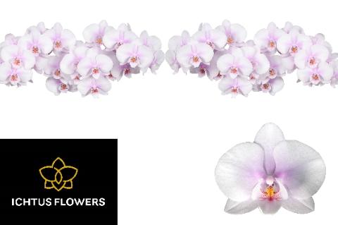 Phalaenopsis per bloem Okayama